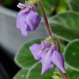 May include: Two delicate purple flowers with green leaves in the background. The flowers have a unique shape and are blooming on a thin stem.