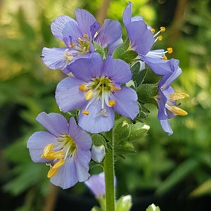 Polemonium caeruleum jacob's ladder seeds image 6