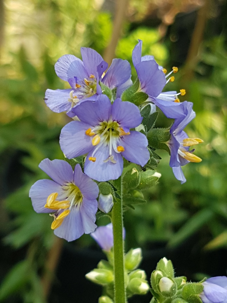 Polemonium caeruleum jacob's ladder seeds image 6