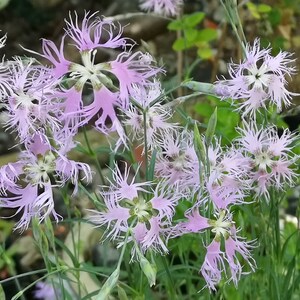 Dianthus superbus 25 seeds image 1