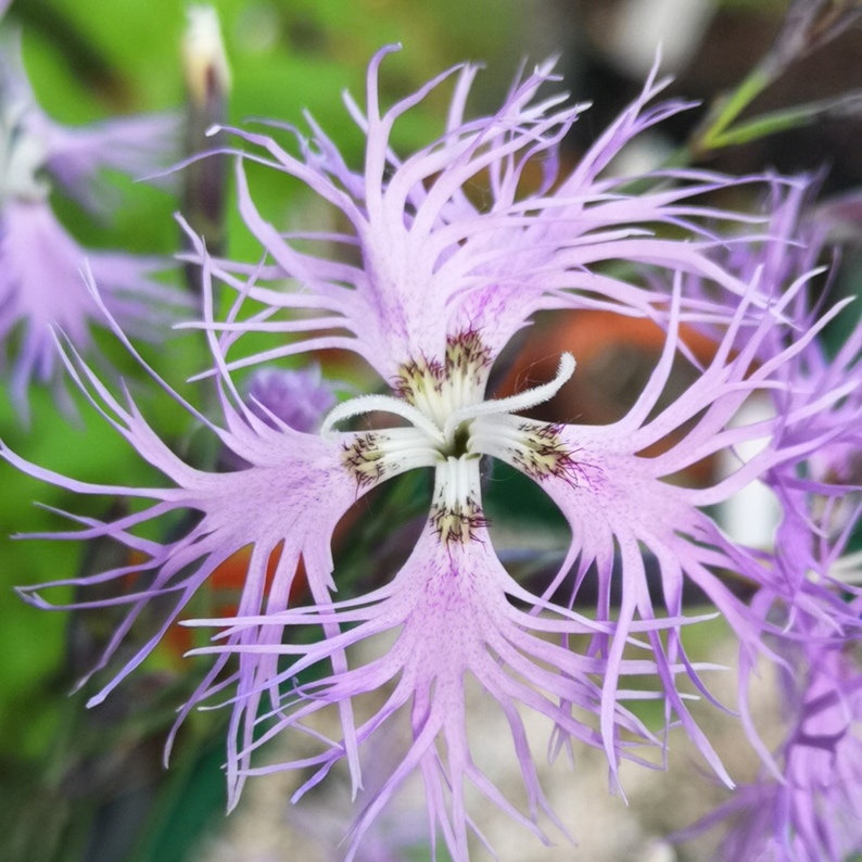 Dianthus superbus 25 seeds image 7