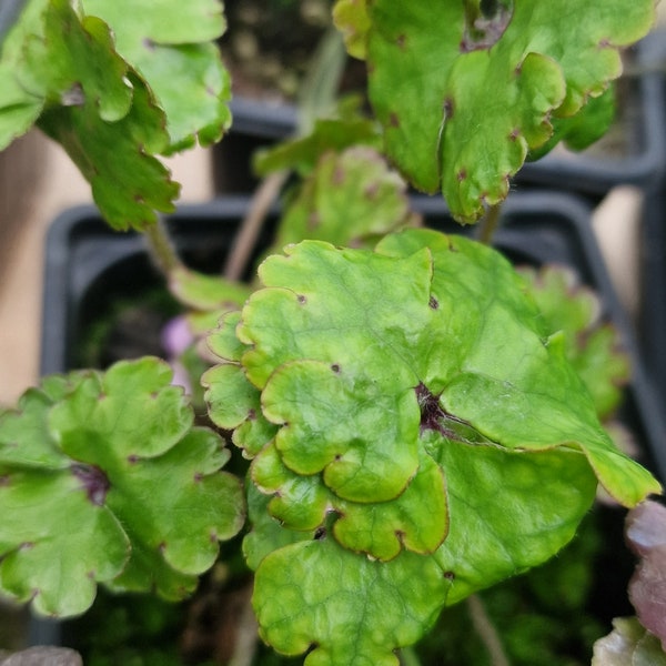 Hepatica noblis 'crenatiloba' plant in a 9cm pot