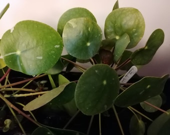 Chinese Money Plant, variegated form ( Pilea pepermiodes ) in a 6cm pot