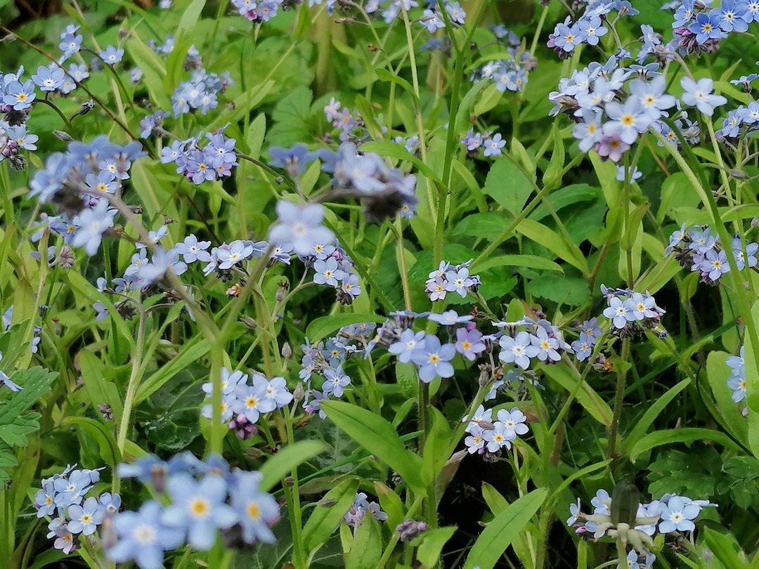 Forget Me Knot (myosotis Sylvatica) Plant - Etsy UK