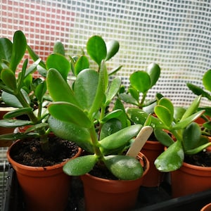 Crassula ovata &#39;Money plant&#39; in a 7cm pot