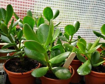 Crassula ovata 'Money plant' in a 7cm pot