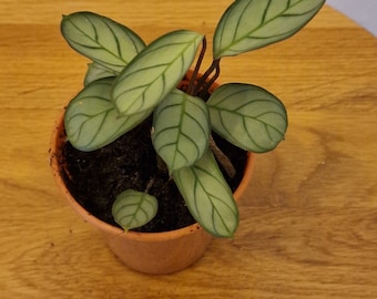 Ctenanthe amagris plant in a 7cm pot