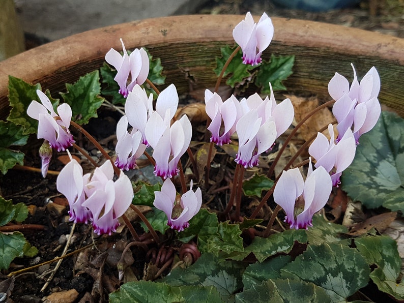 Cyclamen hederifolium 10 seeds image 4