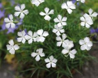 Dianthus petraeus plant in a 7cm pot