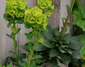 Wood Spurge, Euphorbia amygdaloides seeds