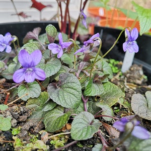 Viola labradorica zdjęcie 5