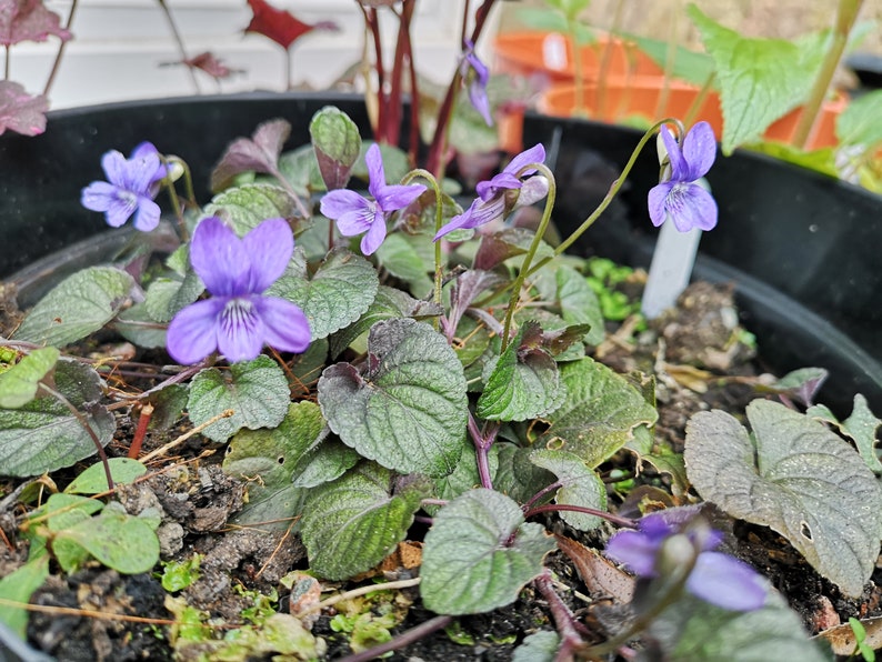 Viola labradorica zdjęcie 5