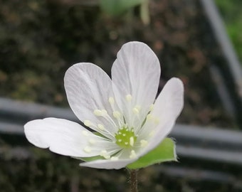 Hepatica japonica f. candida seeds