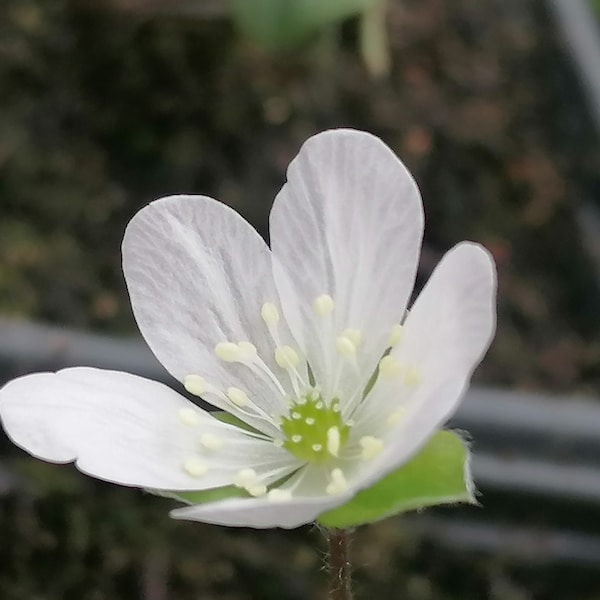 Hepatica japonica f. candida seeds