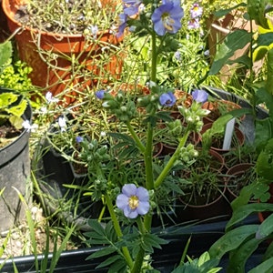 Polemonium caeruleum jacob's ladder seeds image 3