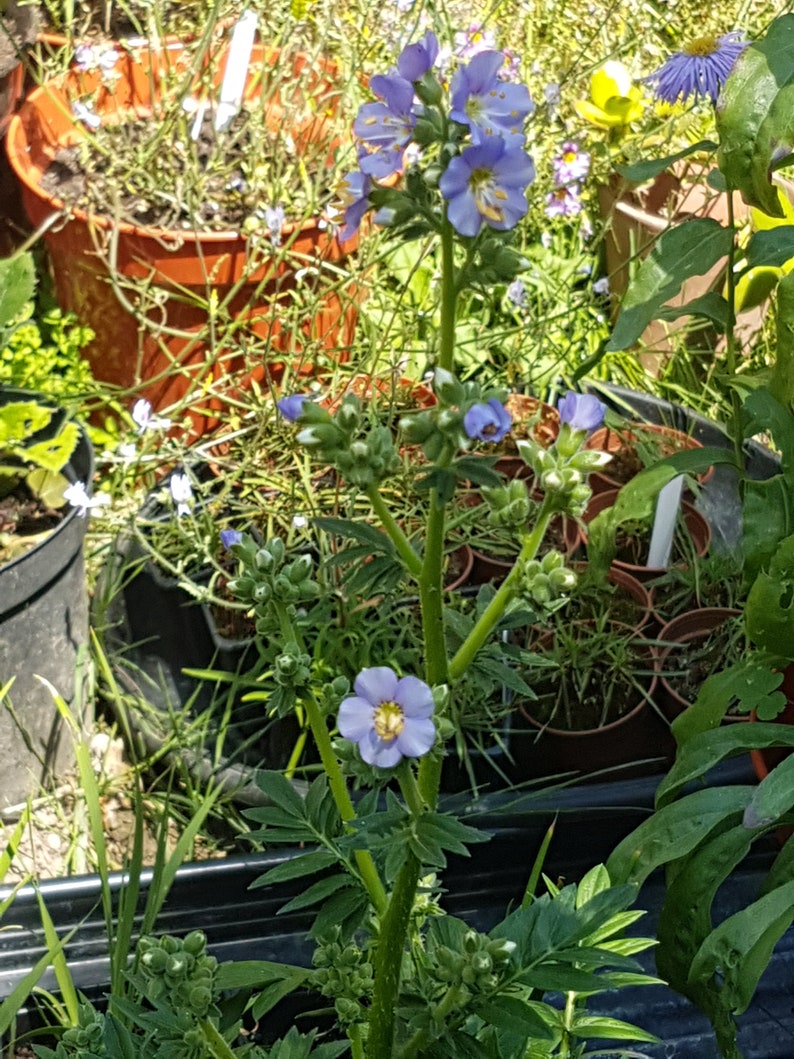 Polemonium caeruleum jacob's ladder seeds image 3