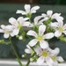 see more listings in the Alpines, crevice plants  section