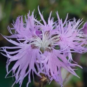 Dianthus superbus 25 seeds image 2