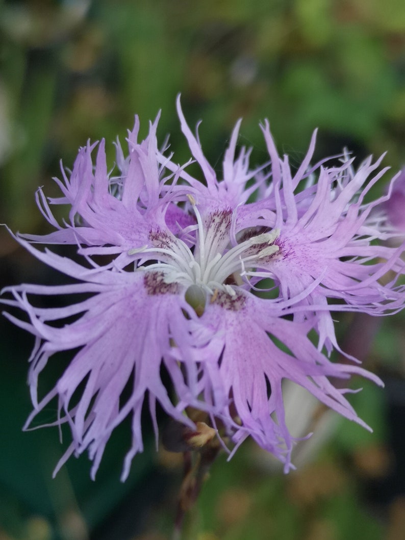 Dianthus superbus 25 seeds image 2