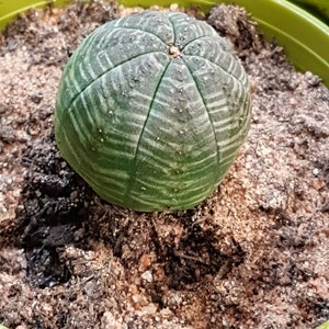 Euphorbia obesa seeds