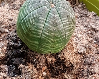 Euphorbia obesa seeds