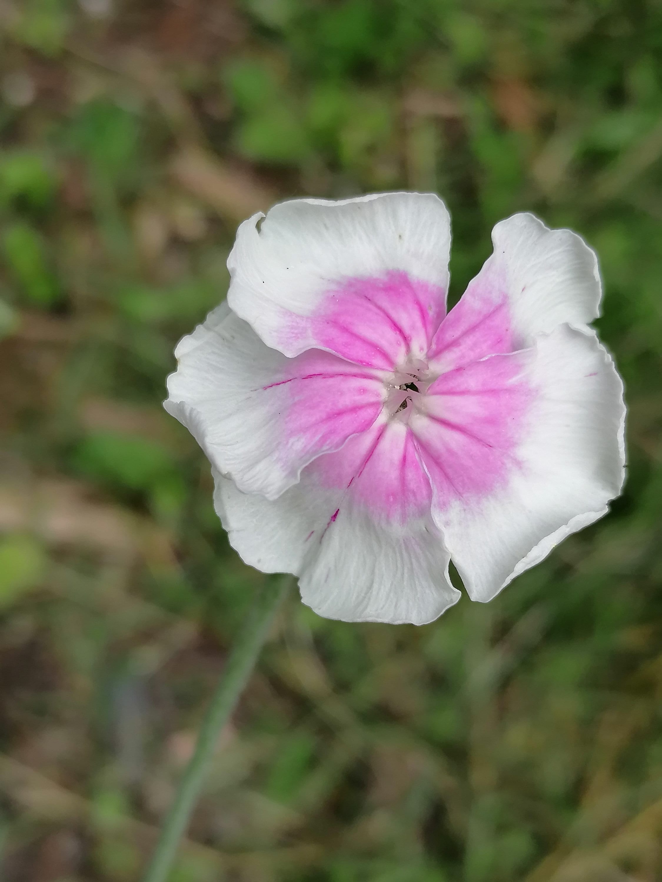 1800 graines LYCHNIS atrosanguinea-Rose Campion-Carmine Rouge 1 G ~ Env 1800 graines LYCHNIS atrosanguinea-Rose Campion-Carmine Rouge 1 G ~ Env