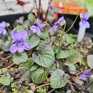 May include: A close-up of a potted plant with purple flowers and green leaves. The plant is in a black pot and the soil is visible.