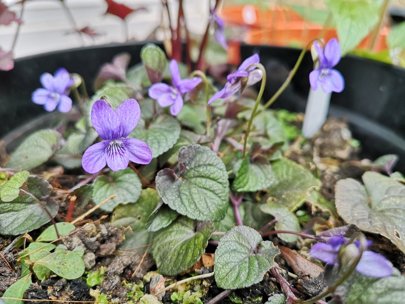 Viola labradorica image 1