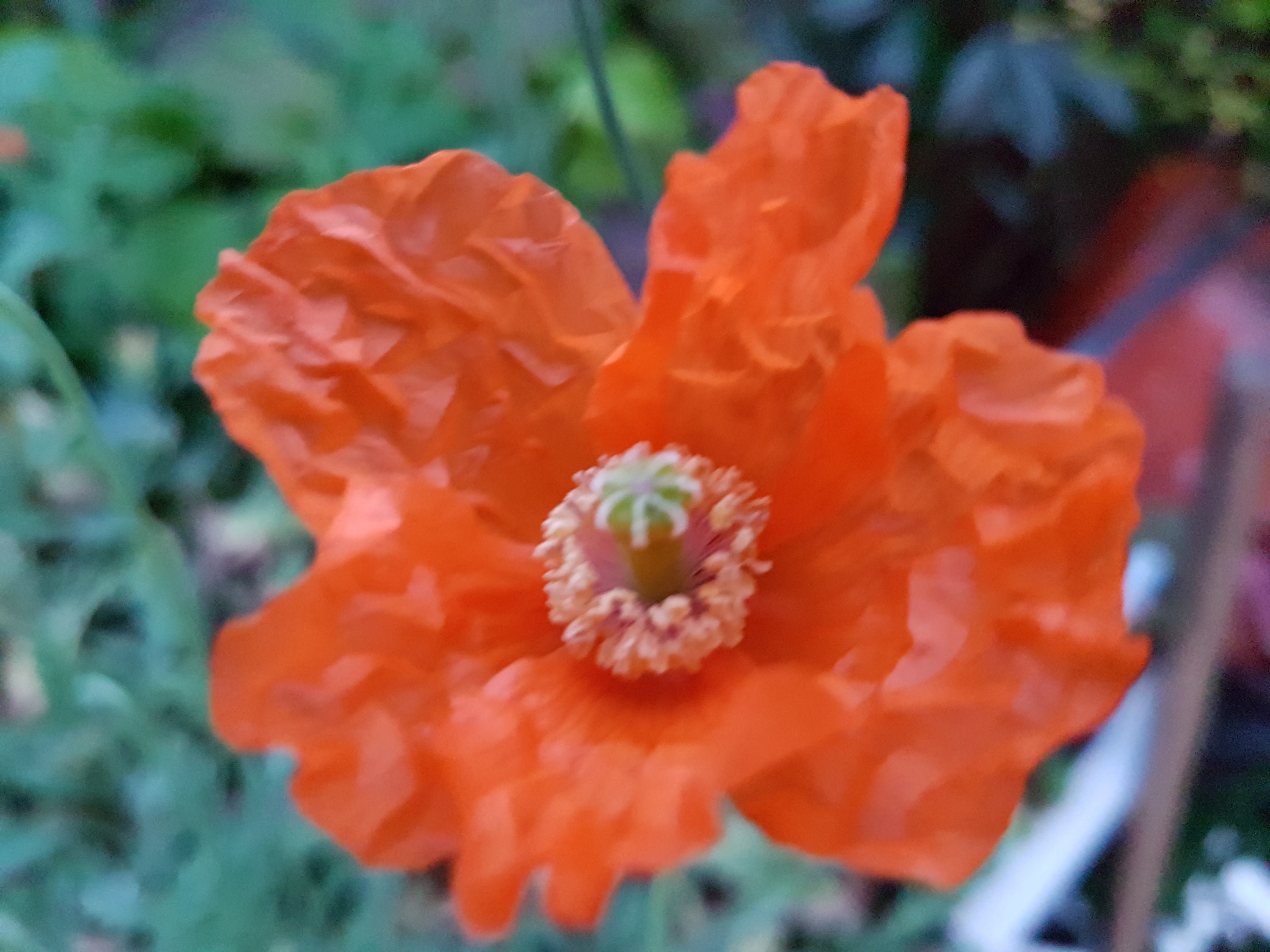 Papaver Rupifragum Spanish Poppy más de 100 semillas Etsy