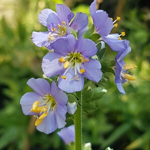 Polemonium caeruleum jacob's ladder seeds image 5