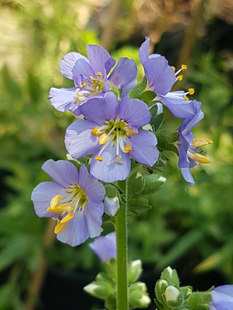 Polemonium caeruleum jacob's ladder seeds image 5