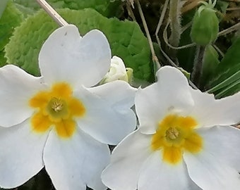 Primula/Primrose/Polyanthus mixed colours ,2 plants in 7cm pots