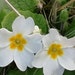 see more listings in the Alpines, crevice plants  section