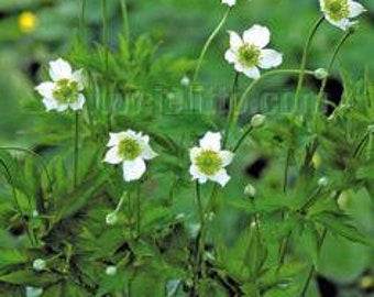 Anemone cylindrica plant in a 7 cm pot