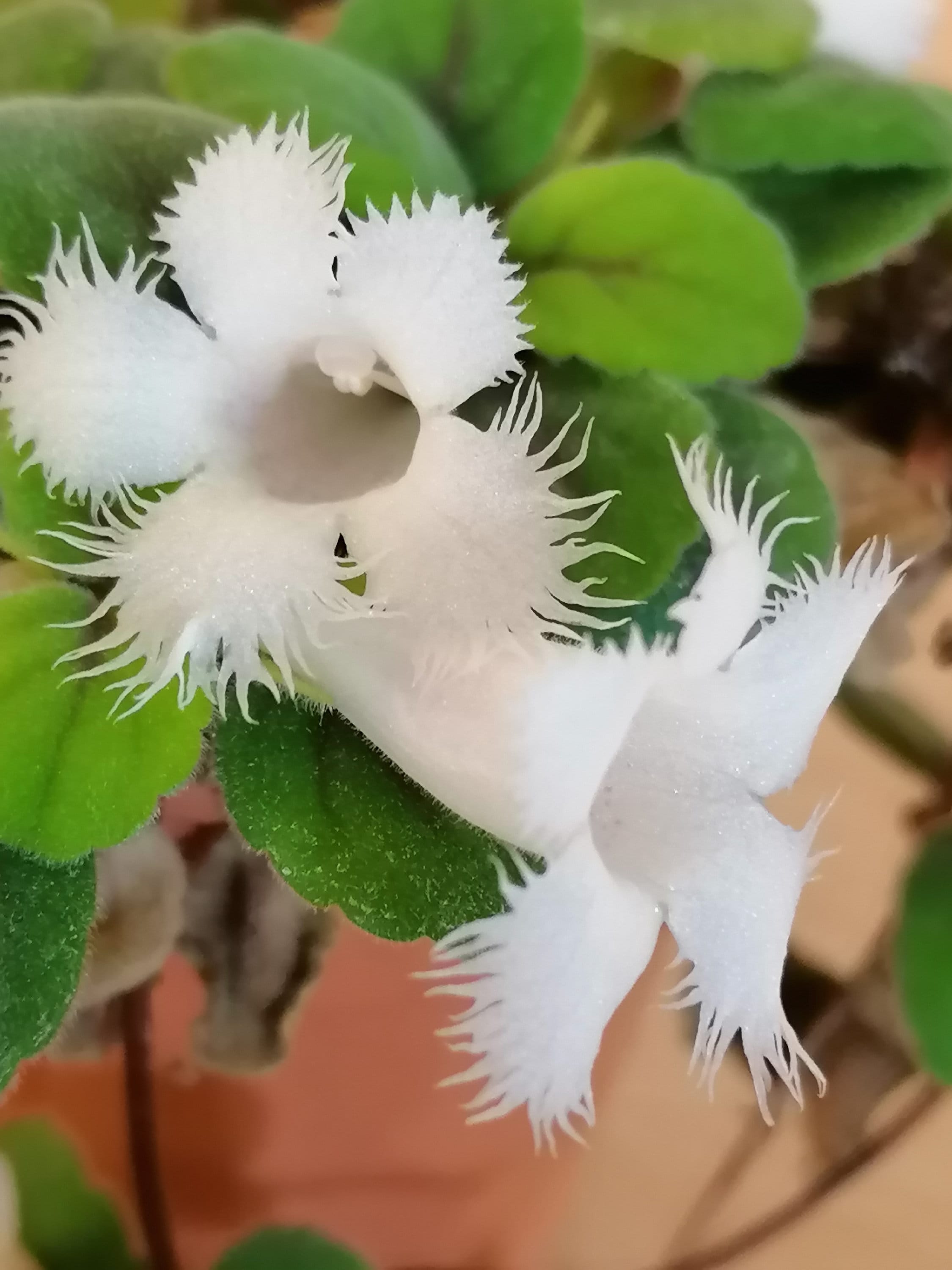 Lace flower vine discount