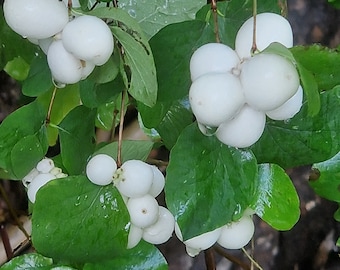 Snowberry plant, Symphoricarpos albus plant
