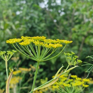Dill, Anethum graveolens seeds