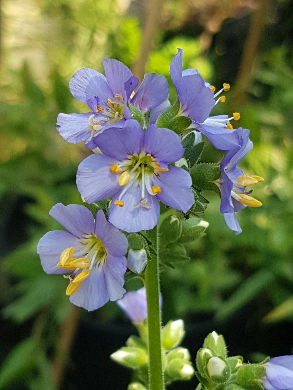 Polemonium Caeruleum jacob's Ladder Plant in a 9 Cm Pot Etsy