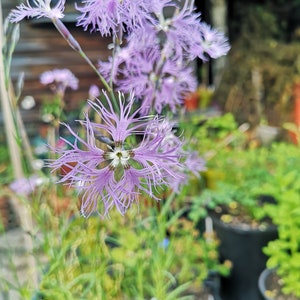 Dianthus superbus 25 seeds image 5