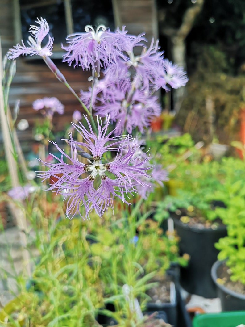 Dianthus superbus 25 seeds image 5