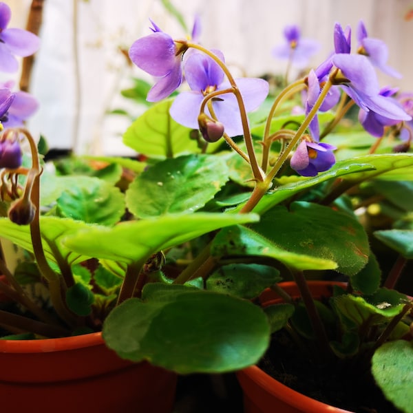 African Violet ( Saintpaulia rupicola ) small plant