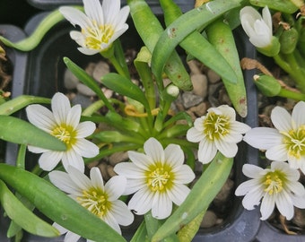 Lewisia nevadensis