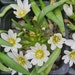 see more listings in the Alpines, crevice plants  section