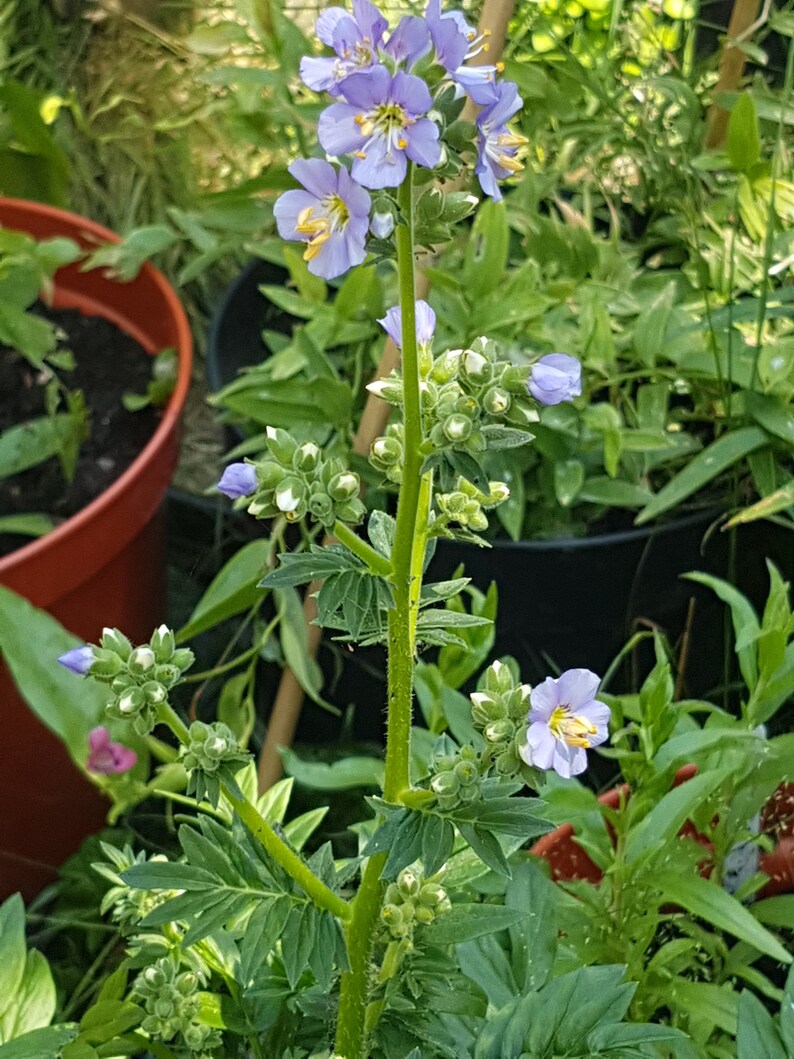 Polemonium caeruleum jacob's ladder seeds image 4