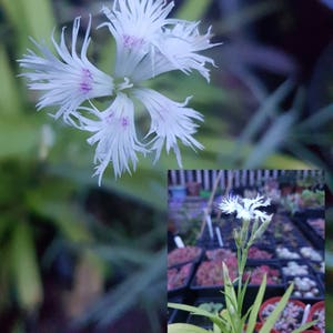 Dianthus superbus 25 seeds image 3