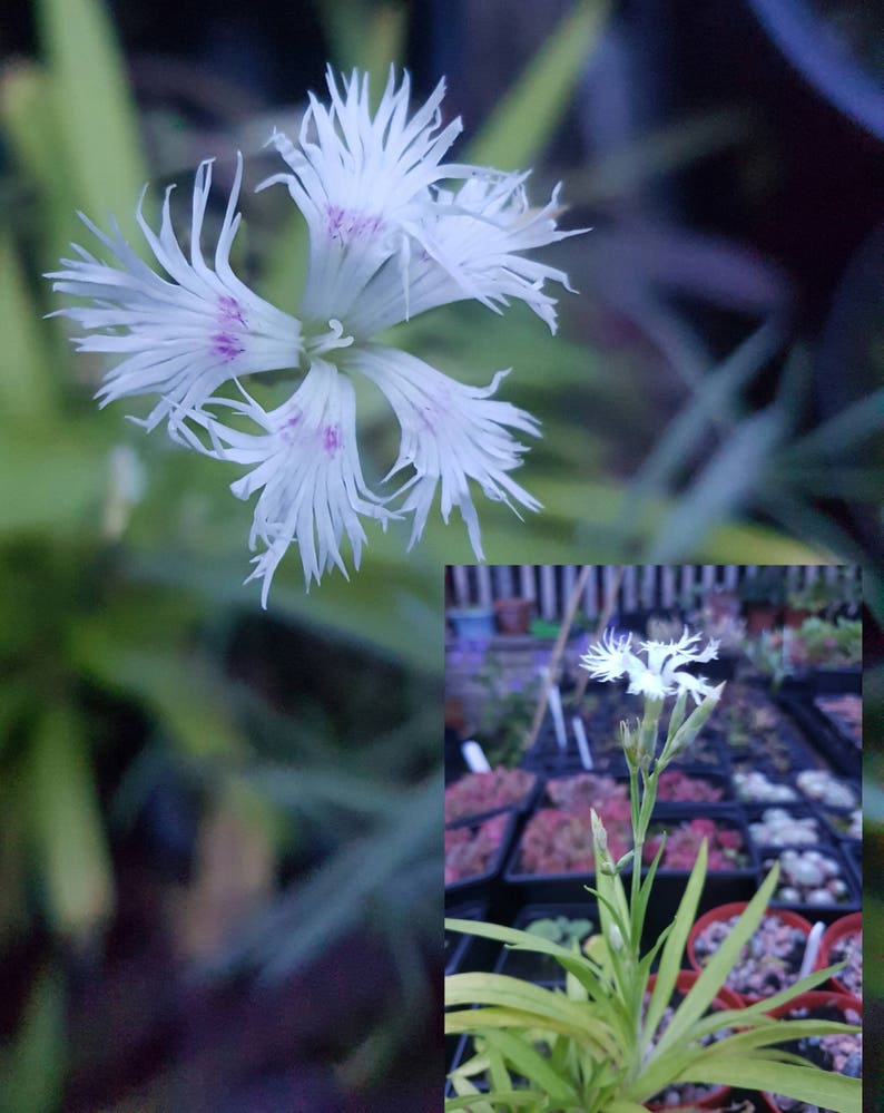 Dianthus superbus 25 seeds image 3