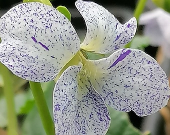 Viola sororia 'Freckles'