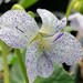 see more listings in the Alpines, crevice plants  section