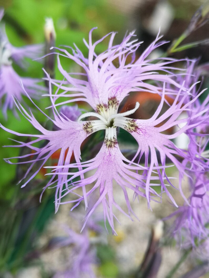 Dianthus superbus 25 seeds image 6