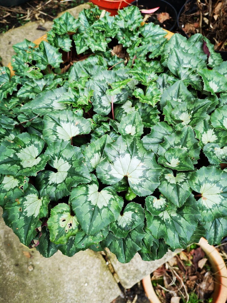 Cyclamen hederifolium 10 seeds image 6